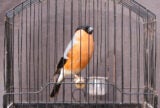 A male bullfinch with an orange chest and black head and wing tips in a cage.