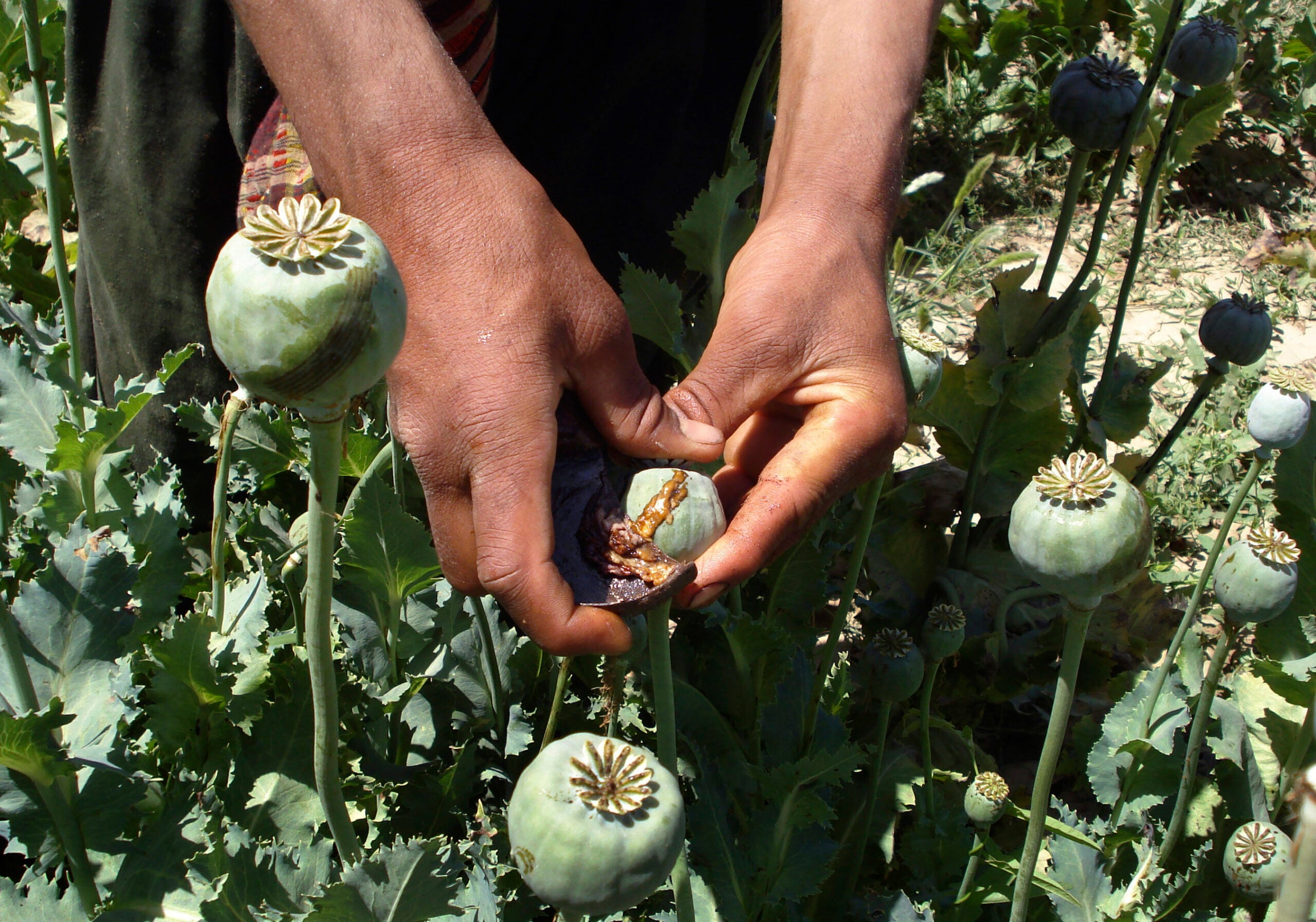 Will the Taliban’s Opium Ban Last? | Zocalo Public Square • Arizona State University • Smithsonian
