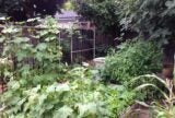 The Radical Act of Gardening Silicon Valley | Zocalo Public Square • Arizona State University • Smithsonian