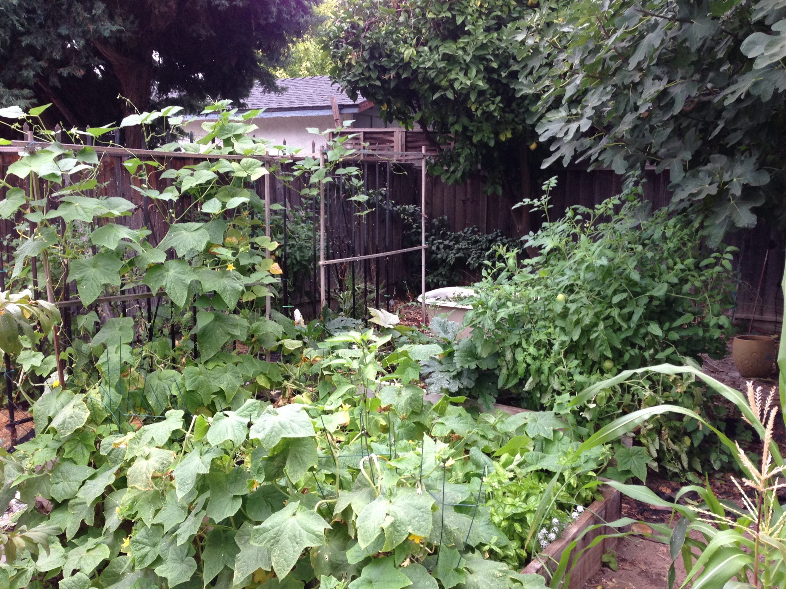 The Radical Act of Gardening Silicon Valley | Zocalo Public Square • Arizona State University • Smithsonian